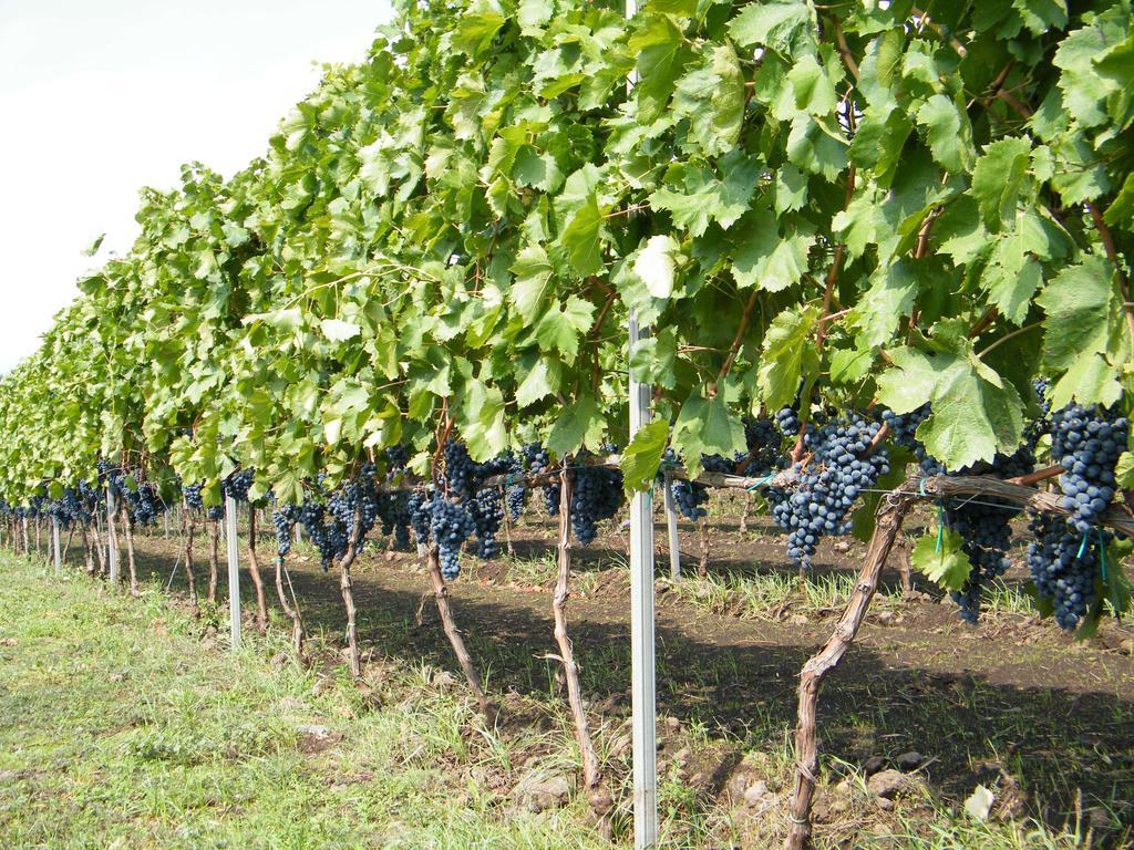 Etna Wine Azienda Agrituristica Passopisciaro Exterior photo